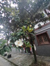 山海關(guān)回記糕點(diǎn)河北秦皇島特產(chǎn)北戴河旅游必買零食老味小包花生糕 4種口味各一包 曬單實(shí)拍圖