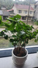 茉莉花盆栽 · 花卉盆栽室內綠植鮮花盆栽客廳陽(yáng)臺辦公室綠植盆栽 茉莉6~8棵【帶花苞】+ 綠竹瓷盆 茉莉花 曬單實(shí)拍圖