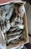 賣魚郎先生 國產(chǎn)活凍黑虎蝦凈重1.8斤 27-36只 鹽凍單凍生鮮 蝦類燒烤大蝦 曬單實(shí)拍圖
