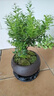 幼薇小葉赤楠盆景擺件 室內(nèi)綠植花卉盆栽老樁客廳辦公室桌面好養(yǎng)植物 小葉赤楠+紫砂盆+圓形底盤 帶盆栽好 曬單實拍圖