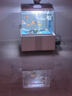 觀(guān)賞魚(yú)金魚(yú)鶴頂紅招財(cái)活體獅子頭好養(yǎng)鴻運(yùn)當(dāng)頭冷水淡水魚(yú)苗小型 鴻運(yùn)當(dāng)頭5-8cm 5條 顏色隨機(jī) 曬單實(shí)拍圖