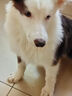 HELLOJOY狗狗零食寵物泰迪金毛幼犬成犬訓(xùn)練獎勵 營養(yǎng)牛肉粒2.7斤 曬單實拍圖