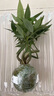 新型造型發(fā)財樹盆栽盆景奇趣獨特室內(nèi)植物室內(nèi)辦公室好養(yǎng)植物 奇趣五桿發(fā)財樹苔蘚球+塑料底座 曬單實拍圖