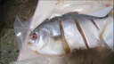 環(huán)球水產(chǎn)南海大規格金鯧魚(yú)550g1條 BAP認證 海魚(yú) 生鮮魚(yú)類(lèi) 火鍋 海鮮水產(chǎn) 曬單實(shí)拍圖