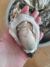 鮮海道【品質(zhì)】鮮海道生態(tài)生蠔  乳山牡蠣 活鮮海蠣子生鮮貝類(lèi) 品質(zhì)升級6XL-凈重9斤 曬單實(shí)拍圖