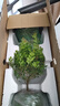 開時果 小葉赤楠盆景擺件 辦公室桌面綠植花卉好養(yǎng)盆栽植物源頭直發(fā)包郵 【熱銷款】哥窯浸墨盆+苔蘚+底座 曬單實拍圖