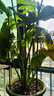 九千谷植物攀爬架包鋼管花架薔薇月季葡萄固定支撐防倒固定架60cm4634 曬單實(shí)拍圖