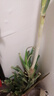 京地達(dá)山東鐵桿大蔥去皮去半葉 凈重4.5斤  蔬菜調(diào)料 源頭直發(fā)包郵 曬單實(shí)拍圖