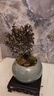 開時果 小葉赤楠盆景擺件 辦公室桌面綠植花卉好養(yǎng)盆栽植物源頭直發(fā)包郵 【熱銷款】哥窯浸墨盆+苔蘚+底座 曬單實拍圖