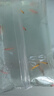 熱帶觀(guān)賞魚(yú)七彩斑馬魚(yú)紅綠燈科魚(yú)小型冷水淡水群游好養活的練手魚(yú) 2-3cm糖果斑馬12條隨機搭配 曬單實(shí)拍圖