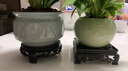 【吸甲醛植物】大葉金鉆盆栽室內綠植辦公室客廳四季常青水培好養 金鉆+果綠裂紋盆+方底座15.88元 一盆三顆【下單就送顆粒肥】 曬單實(shí)拍圖