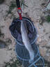 龍王恨魚(yú)餌紅蟲(chóng)鯽X5湖庫野釣鯽魚(yú)鯉魚(yú)餌料紅蟲(chóng)粉蝦粉低溫濃腥味釣魚(yú)餌料 曬單實(shí)拍圖
