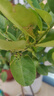 【直播專(zhuān)享】香水檸檬樹(shù)苗綠植客廳大盆栽可食用大型綠植室內客廳 [帶花或果]1.4-1.5m+培育盆 曬單實(shí)拍圖