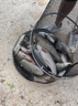 挺派青魚珠珠餌黑坑青魚巨物餌料大物顆粒緩沉青魚軟餌鯉魚珠珠青魚珠 藍莓味（半浮版 青魚草魚） 16mm（30顆） 曬單實拍圖