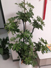 花財主大型盆栽綠植 檸檬樹(shù)鴨腳木發(fā)財樹(shù)天堂鳥(niǎo)綠植室內客廳大盆栽 造型鴨腳木1.6-1.8米【圓球盆】 含盆 曬單實(shí)拍圖