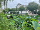 紐強嬰幼兒紐強精華潤膚霜潤膚乳滋潤保濕補水兒童霜身體乳 黃色精華霜（倍潤型） 200g 1支 曬單實拍圖