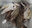 拾鮮生 梭子蟹活凍舟山特大野生螃蟹 冷凍海蟹海鮮水產(chǎn) 3斤梭子蟹8兩-1斤/只 源頭直發(fā) 曬單實(shí)拍圖