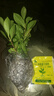 小盆梔子花盆栽四季開花部分帶花苞室內(nèi)綠蘿水培花卉綠植物 低配款：15-20cm【2株】當(dāng)年少量開花 濃香型梔子花【帶花苞】10天開花 曬單實(shí)拍圖