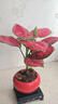 繽賢吉利紅盆栽綠植花卉室內(nèi)客廳辦公吸水盆四季好養(yǎng)美觀紅色植物觀賞 吉利紅【原裝盆】 #22 曬單實拍圖