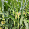 蒙牛酷愛純脆草莓香草香芋隨變隨變轉(zhuǎn)經(jīng)典香草隨芯脆 冰淇淋雪糕組合裝共50支 曬單實(shí)拍圖