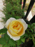 果汁陽(yáng)臺(tái)月季花苗四季開(kāi)花卉盆栽綠植物室內(nèi)花易活玫瑰帶花苞庭院 果汁陽(yáng)臺(tái)【大花濃香，月月開(kāi)分枝多】 【帶花苞】【盆口徑15cm】原盆冠25高35 曬單實(shí)拍圖
