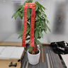 芙洛拉花園【兩小時(shí)達】發(fā)財樹(shù)大型綠植物盆栽室內好養落地客廳開(kāi)業(yè)喬遷送禮 步步高發(fā)財樹(shù) 曬單實(shí)拍圖