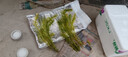 瘋狂水草魚(yú)缸水草植物直接入缸魚(yú)缸水草入門(mén)種植環(huán)蜈蚣草*2 源頭直發(fā)包郵 曬單實(shí)拍圖