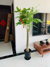 嘆為觀止大型植物發(fā)財(cái)樹(shù)各種大顆盆栽開(kāi)業(yè)喬遷客廳辦公室內(nèi)好養(yǎng)大型花卉 單桿發(fā)財(cái)樹(shù)【1.5-1.7米】 含盆 曬單實(shí)拍圖
