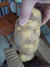 新鮮土豆現(xiàn)挖現(xiàn)發(fā)山東正宗黃心黃肉當(dāng)季蔬菜馬鈴薯洋芋薯?xiàng)l3兩起 山東土豆帶箱2斤 中大果 曬單實(shí)拍圖