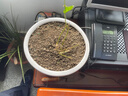 茉莉花苗盆栽帶花苞九里香老樁驅(qū)蚊花卉植物室內(nèi)濃香四季開花好養(yǎng) 大份茉莉花【4-6顆】花苞飽滿 曬單實(shí)拍圖