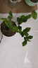 茉莉花苗盆栽帶花苞九里香老樁花卉植物室內(nèi)濃香四季開花好養(yǎng) 大份茉莉花【4-6顆】花苞飽滿 曬單實拍圖