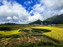 JINSHIWQ雙肩包男士大容量商務(wù)旅行包電腦背包登山包初中高中大學(xué)生書(shū)包  曬單實(shí)拍圖