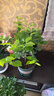 獨桿筆尖茉莉花苗盆栽室內植物白茉莉 獨桿筆尖茉莉5年苗  不含盆 曬單實(shí)拍圖
