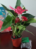花翁紅掌盆栽植物花卉水培【特級品質(zhì)】≥4朵花-菠蘿吸水盆源頭直發(fā) 曬單實(shí)拍圖