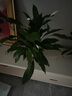 【熱銷款】白掌一帆風(fēng)順盆栽水培植物室內(nèi)花綠植紅掌發(fā)財(cái)樹吸甲醛 【店主推薦】特級白掌6-8株帶花+早安盆+營養(yǎng)液 曬單實(shí)拍圖