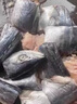 尚致 青島大鲅魚(yú)鮮活海捕冷凍海魚(yú)馬鮫魚(yú)大鲅魚(yú)馬鮫魚(yú)整條 海鮮水產(chǎn) 6斤1條【青島鲅魚(yú)】送禮盒 曬單實(shí)拍圖