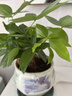 植男植女發(fā)財樹室內(nèi)桌面綠色懶人綠植盆栽花卉鮮活好養(yǎng)護觀葉耐旱源頭直發(fā) 曬單實拍圖
