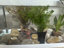 精品大型蘭壽金魚(yú)冷水觀賞魚(yú)苗熱帶淡水魚(yú)活體藍(lán)瘦大號(hào) 4-7cm蘭壽顏色隨機(jī)5條 曬單實(shí)拍圖