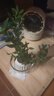 八芽小葉梔子花盆栽開(kāi)花植物室內(nèi)桌面茶幾好養(yǎng)花卉綠植辦公室凈化空氣 小葉梔子花-陶瓷豎紋盆 帶盆栽好 曬單實(shí)拍圖