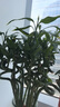 花翁水培植物水養(yǎng)綠植盆栽轉(zhuǎn)運(yùn)竹50cm高10支（不含瓶）源頭直發(fā) 曬單實(shí)拍圖