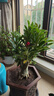 十色沙漠玫瑰十年以上特大老樁四季開(kāi)花多肉植物室內陽(yáng)臺喜陽(yáng)綠植 六色開(kāi)六種顏色十年苗根粗8-10CM 帶盆栽好 曬單實(shí)拍圖