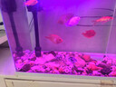 活體寵物血紅鸚鵡魚(yú)淡水中大型熱帶觀(guān)賞魚(yú)元寶發(fā)財魚(yú)鸚鵡魚(yú)活體魚(yú)紅財神魚(yú) 6-8cm紅鸚鵡1條 曬單實(shí)拍圖