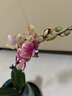 蝴蝶蘭盆栽帶花苞雙劍精品綠植高級感花卉苗多季開花 送掛件卡片 金蝶蝴蝶蘭【帶花苞】 曬單實拍圖