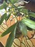 甜盟 云南紅皮無(wú)花果【JD順豐上門-源頭直采】新鮮無(wú)花果鮮果當(dāng)季現(xiàn)摘 3斤凈重【品質(zhì)升級(jí)裝】 果王【單個(gè)60g+】 曬單實(shí)拍圖
