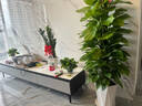 卉優(yōu)大葉綠蘿柱室內大盆栽植物客廳大型綠植辦公室除甲醛凈化空氣易活 特級大葉綠蘿柱1.2-1.3米【鉆石樹(shù)脂盆】 曬單實(shí)拍圖