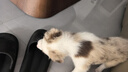 貴為（GiGwi）狗玩具磨牙棒狗狗磨牙玩具幼犬小型犬木塑鹿角小號寵物用品玩具 曬單實(shí)拍圖