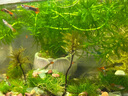 小型熱帶觀賞魚(yú)魚(yú)活體魚(yú)苗活體孔雀魚(yú)天使魚(yú)好養(yǎng)耐活漁場(chǎng)直發(fā)活魚(yú) 孔雀魚(yú)隨機(jī)12條送備損3條+魚(yú)食 曬單實(shí)拍圖