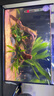 噴火燈小型魚(yú)熱帶魚(yú)淡水燈魚(yú)燈科魚(yú)草缸魚(yú)群游寵物活體包郵包活 1.2cm噴火燈20條送2條備損 曬單實(shí)拍圖