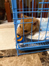 洽苒日本狗狗玩具橡膠球進(jìn)口寵物犬遛狗訓(xùn)練專(zhuān)用耐咬神器互動(dòng)發(fā)聲球  橡膠彈球兩只裝（S）直徑約5cm 曬單實(shí)拍圖