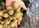 愛鮮摘農(nóng)場 廣東石硤儲良龍眼【JD順豐-多地次日達】石峽桂圓水果禮盒送禮 石硤龍眼｜入門必選【狠甜】 精選果丨5斤裝【超值推薦】凈4.5 曬單實拍圖